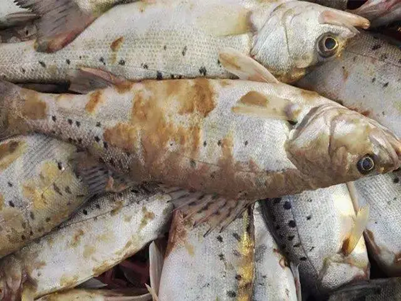 深秋水霉來襲，避開這三顆雷