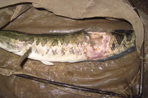 水反底生魚爛身，需解毒增氧內(nèi)服