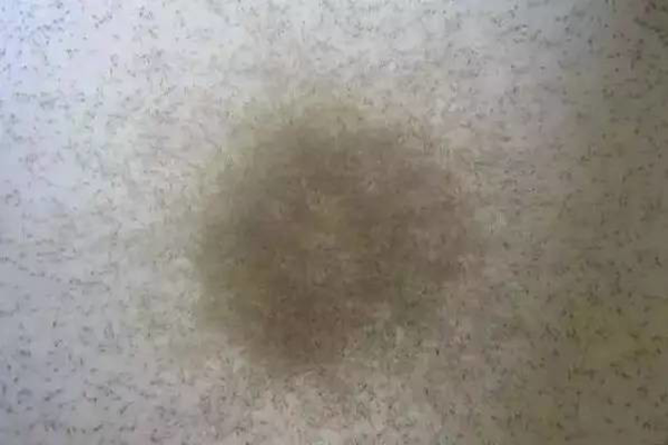 苗不成功、成活率低、長不大的原因很可能是這個(gè)