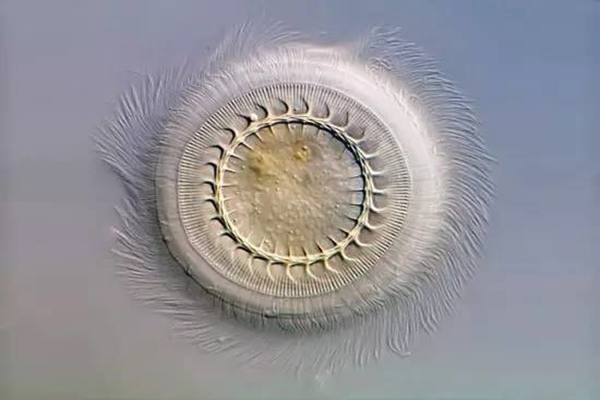 草魚寸片“白嘴白尾”、死亡嚴重？謹防車輪蟲病